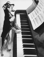 dog playing the piano